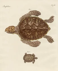 Schildkröten