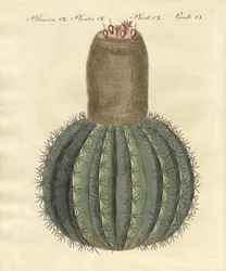 Türkenbundkaktus