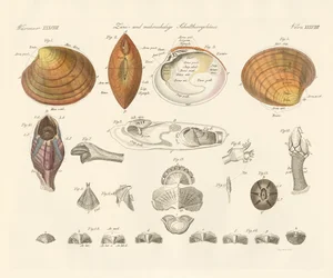 Zwei- und mehrklappige Muschelschalen
