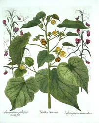 Sammetblatt und Duftwicken, aus Hortus Eystettensis, von Basil Besler, veröffentlicht 1613