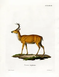 Virginiarotwild (farbige Gravur)