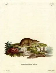 Wasserspitzmaus