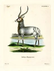 Wasserbock