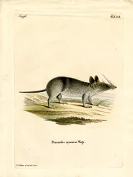 Westliches Gebändertes Bandicoot