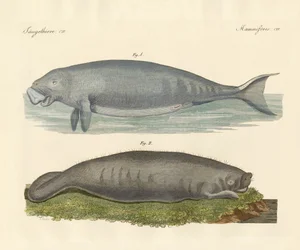 Walähnliche Tiere