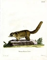 Weißnasen-Nasenbär