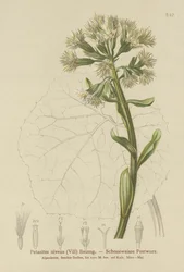Weißer Pestwurz (Petasites niveus, Petasites albus)