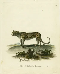 Wildkatze
