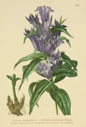 Schwalbenwurz-Enzian