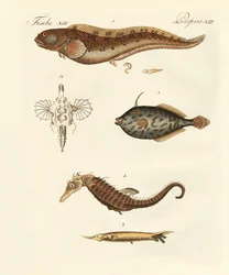 Wunderbare Fische