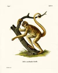 Wolliger Spinnenaffe