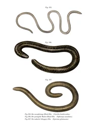 Wurmähnliche Blindwühle