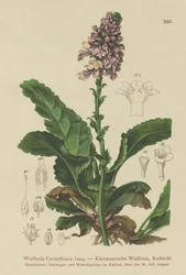 Wulfenie (Wulfenia Carinthiaca)