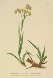 Gelbe Hainsimse (Luzula lutea)