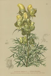 Gelber Eisenhut (Aconitum anthora)