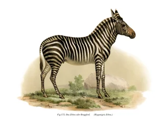 Zebra