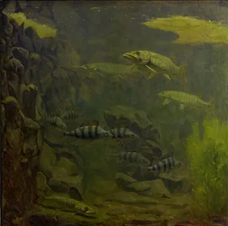 Hecht und Barsch in einem Aquarium