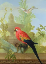 Ein Ara und eine Taube in einem ornamentalen Garten, 1772