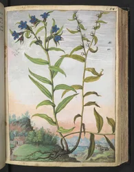 Buglossoides purpurocaerulea, aus "Gemälde der Flora der römischen Staaten" von Gherardo Cibo, Add MS 22333, f061r, ca. 1564-84