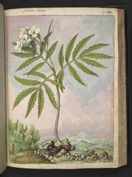 Cardamine heptaphylla, aus 