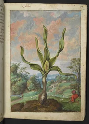 Colchicum autumnale, aus "Paintings of Flora of the Roman States" von Gherardo Cibo