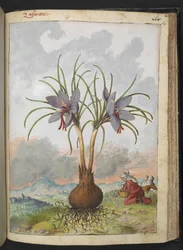 Crocus sativus (Safran), aus "Gemälde der Flora der römischen Staaten" von Gherardo Cibo, Add MS 22333, f160r, ca. 1564-84
