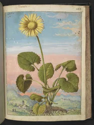 Doronicum austriacum: Eine Pflanze mit einer gelben Blüte, aus 