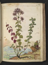 Origanum vulgare, aus "Paintings of Flora of the Roman States" von Gherardo Cibo