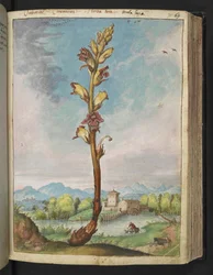 Orobanche gracilis, aus "Gemälde der Flora der römischen Staaten" von Gherardo Cibo, Add MS 22333, f070r, ca. 1564-84
