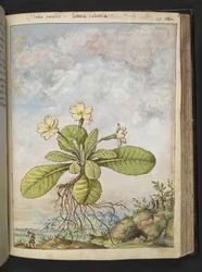 Primula vulgaris, aus "Gemälde der Flora der römischen Staaten" von Gherardo Cibo, Add MS 22333, f128r, ca. 1564-84