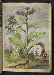 Pulmonaria officinalis, aus "Paintings of Flora of the Roman States" von Gherardo Cibo