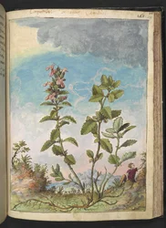 Teucrium chamaedrys (Edel-Gamander), aus 