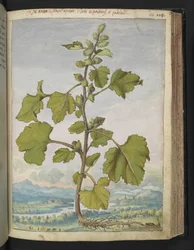 Xanthium strumarium, aus 