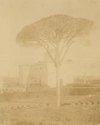 [Baum im formalen Garten außerhalb des Palazzo], 1860er-70er Jahre