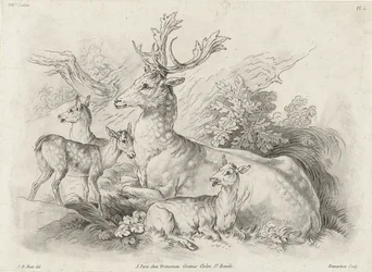 Ruhende Hirsche