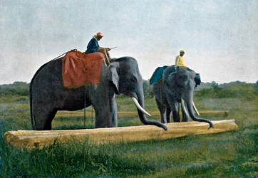 Elefanten bewegen einen Baumstamm, Ceylon, um 1890