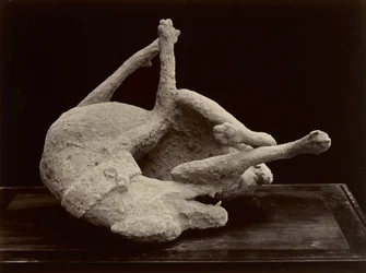 Hund, Pompeji, um 1870