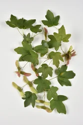 Campestre Acer/Landahorn/Kleiner Ahorn