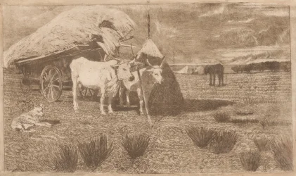 Ochsen an einen Wagen gespannt (Maremma)