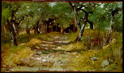 Der Weg zwischen Olivenbäumen