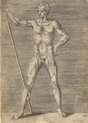 Gehäuteter Mann von vorne gesehen, einen Stock haltend, ca. 1531-76.