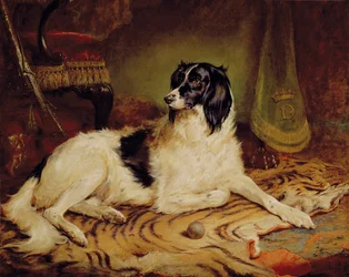 Minna, ein Lieblingshund von James, Marquess of Dalhousie