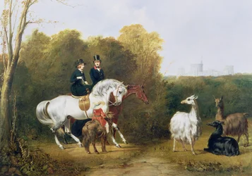Königin Victoria und Prinz Albert betrachten die Lamas im Hauspark, Windsor