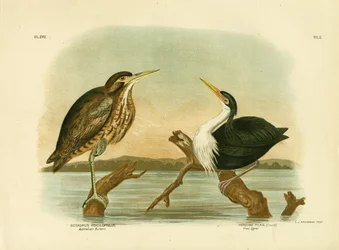 Australischer Rohrdommel, 1891