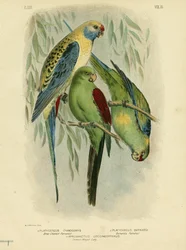 Blauwangen-Sittich, 1891