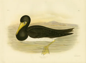 Brauner Tölpel, 1891