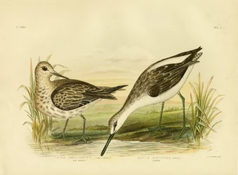 Großer Sandregenpfeifer, 1891