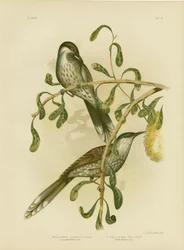 Lumulated Wattlebird oder Kleiner Wattlebird, 1891