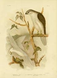 Neuholland-Habicht, 1891