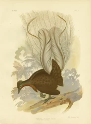 Prinz Alberts Leierschwanz, 1891
